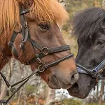 Fjelleventyret Gardsovernatting * Skjåk