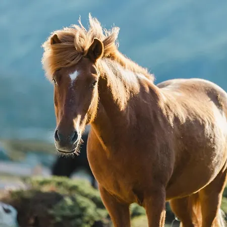 Fjelleventyret Gardsovernatting Alojamento de Turismo Rural *