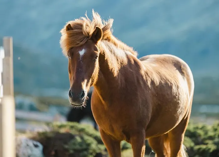 Fjelleventyret Gardsovernatting Séjour à la ferme *